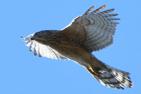 トリミング 2020/12月 SIGMA150-600C+D500 500mm F8 ss1/1000 ISO450 AF-C 25点