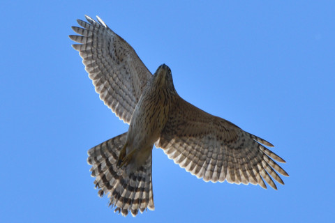 トリミング 2020/12月 SIGMA150-600C+D500 500mm F8 ss1/1000 ISO400 AF-C 25点