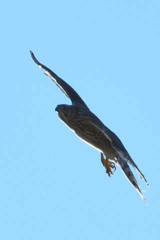 トリミング 2020/12月 SIGMA150-600C+D500 500mm F8 ss1/1000 ISO160 AF-C 25点