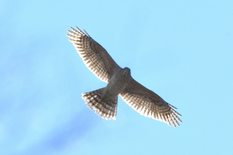 トリミング 2020/12月 SIGMA150-600C+D500 600mm F8 ss1/1000 ISO250 AF-C 25点