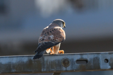 トリミング 2020/12月 SIGMA150-600C+D500 600mm F8 ss1/1250 ISO1400
