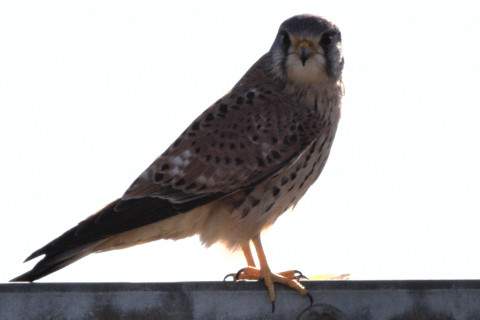 トリミング 2020/12月 SIGMA150-600C+D500 600mm F8 ss1/1600 ISO100