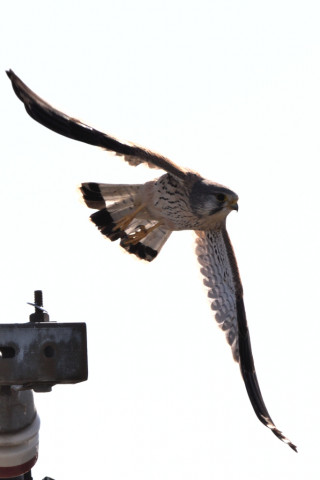 トリミング 2020/12月 SIGMA150-600C+D500 600mm F8 ss1/1600 ISO100 AF-C 25点