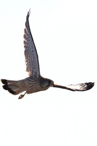 トリミング 2020/12月 SIGMA150-600C+D500 600mm F8 ss1/1600 ISO100 AF-C 25点