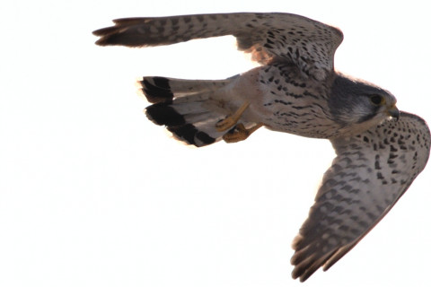 トリミング 2020/12月 SIGMA150-600C+D500 600mm F8 ss1/1600 ISO100 AF-C 25点