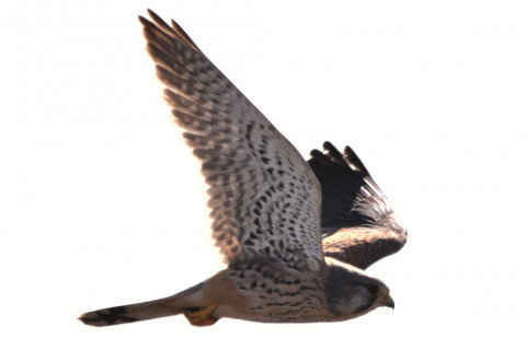 トリミング 2020/12月 SIGMA150-600C+D500 600mm F8 ss1/1600 ISO100 AF-C 25点