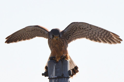 トリミング 2020/12月 SIGMA150-600C+D500 440mm F8 ss1/1600 ISO140 AF-C 25点