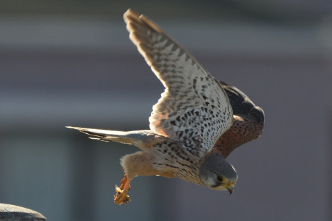 トリミング 2020/12月 SIGMA150-600C+D500 600mm F8 ss1/1250 ISO550 AF-C 25点