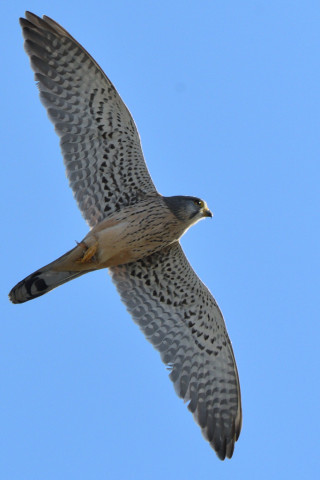 トリミング 2020/12月 SIGMA150-600C+D500 600mm F8 ss1/1250 ISO400 AF-C 25点