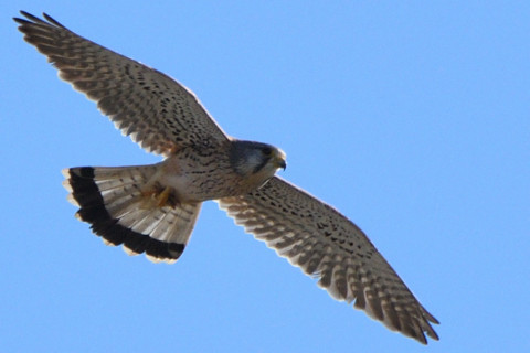 トリミング 2020/12月 SIGMA150-600C+D500 600mm F8 ss1/1250 ISO280 AF-C 25点