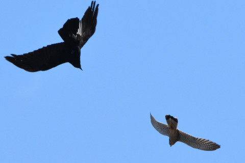 トリミング 2020/12月 SIGMA150-600C+D500 600mm F8 ss1/1250 ISO200 AF-C 25点