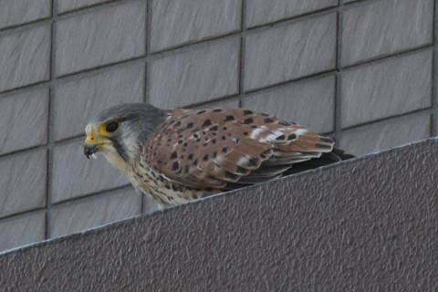 トリミング 2020/12月 SIGMA150-600C+D500 600mm F8 ss1/800 ISO1250 AF-C 25点