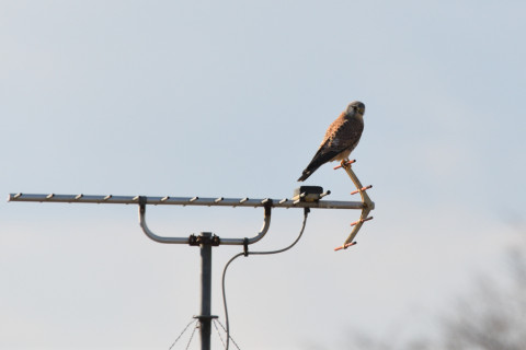 トリミング 2020/12月 SIGMA150-600C+D500 600mm F8 ss1/1250 ISO220