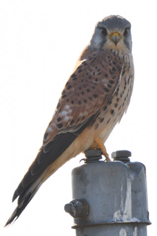 トリミング 2020/12月 SIGMA150-600C+D500 600mm F8 ss1/640 ISO100