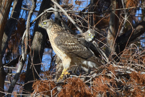 トリミング 2020/12月 SIGMA150-600C+D500 600mm F8 ss1/1600 ISO900