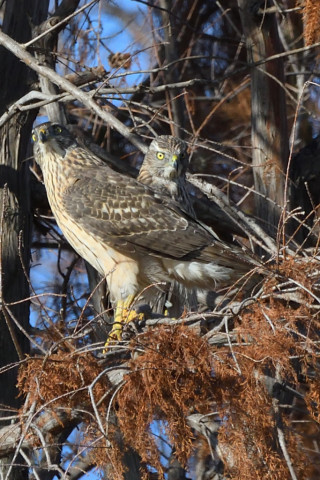 トリミング 2020/12月 SIGMA150-600C+D500 600mm F8 ss1/1600 ISO900