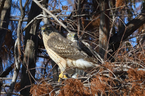 トリミング 2020/12月 SIGMA150-600C+D500 600mm F8 ss1/1600 ISO900