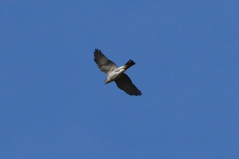 トリミング 2020/12月 SIGMA150-600C+D500 600mm F8 ss1/1600 ISO400 AF-C 25点