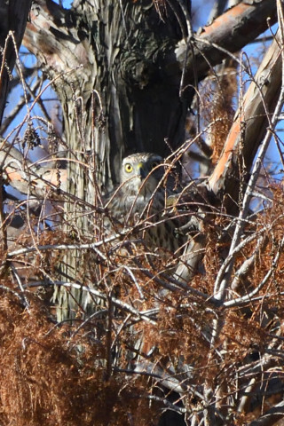 トリミング 2020/12月 SIGMA150-600C+D500 600mm F8 ss1/1600 ISO1400 AF-C 25点