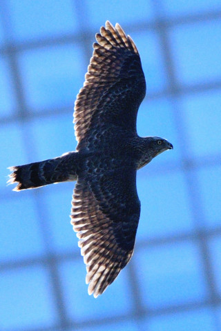 トリミング 2020/12月 SIGMA150-600C+D500 600mm F8 ss1/1600 ISO220 AF-C 25点