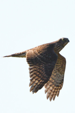 トリミング 2020/12月 SIGMA150-600C+D500 600mm F8 ss1/1600 ISO200 AF-C 25点