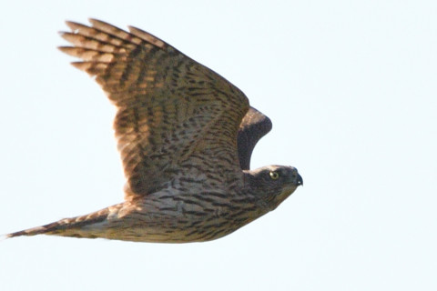 トリミング 2020/12月 SIGMA150-600C+D500 600mm F8 ss1/1600 ISO200 AF-C 25点