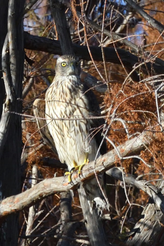 トリミング 2020/12月 SIGMA150-600C+D500 600mm F8 ss1/1600 ISO1250