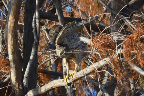 トリミング 2020/12月 SIGMA150-600C+D500 600mm F8 ss1/1250 ISO1400 AF-C 25点