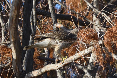 トリミング 2020/12月 SIGMA150-600C+D500 600mm F8 ss1/1250 ISO1250