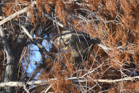 トリミング 2020/12月 SIGMA150-600C+D500 600mm F8 ss1/1250 ISO1600 AF-C 25点