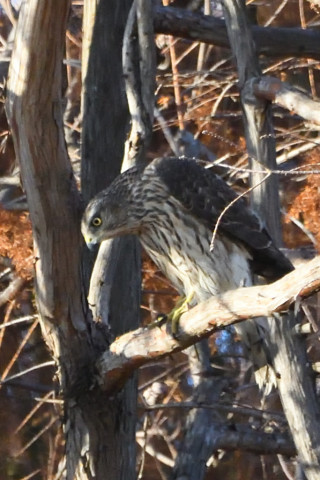 トリミング 2020/12月 SIGMA150-600C+D500 600mm F8 ss1/1600 ISO2800 AF-C 25点
