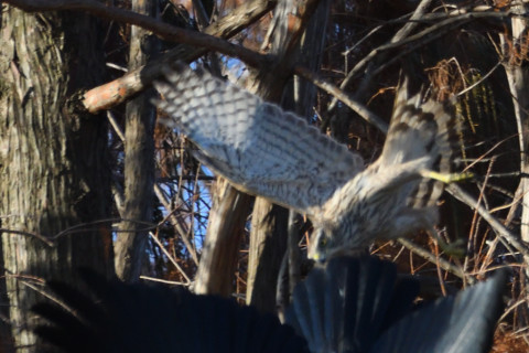 トリミング 2020/12月 SIGMA150-600C+D500 600mm F8 ss1/1600 ISO1000 AF-C 25点