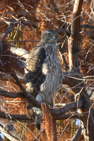 トリミング 2020/12月 SIGMA150-600C+D500 600mm F8 ss1/1250 ISO3600