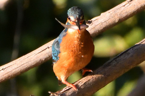 トリミング 2020/12月 SIGMA150-600C+D500 600mm F8 ss1/1250 ISO3600