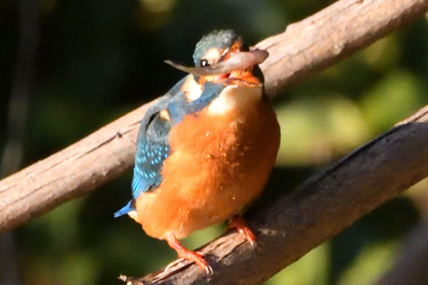 トリミング 2020/12月 SIGMA150-600C+D500 600mm F8 ss1/1250 ISO3600