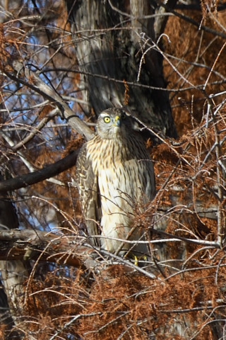 トリミング 2021/1月 SIGMA150-600C+D500 460mm F8 ss1/200 ISO180