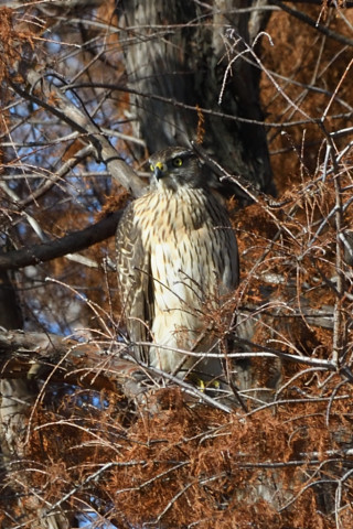 トリミング 2021/1月 SIGMA150-600C+D500 460mm F8 ss1/320 ISO320