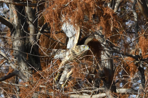 トリミング 2021/1月 SIGMA150-600C+D500 460mm F8 ss1/1600 ISO1800 AF-C 25点