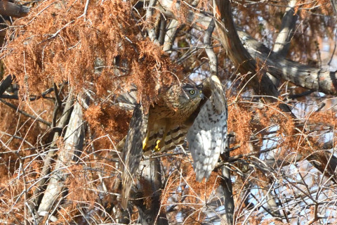 トリミング 2021/1月 SIGMA150-600C+D500 460mm F8 ss1/1600 ISO1800 AF-C 25点