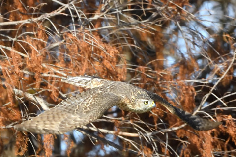 トリミング 2021/1月 SIGMA150-600C+D500 460mm F8 ss1/1600 ISO2800 AF-C 25点