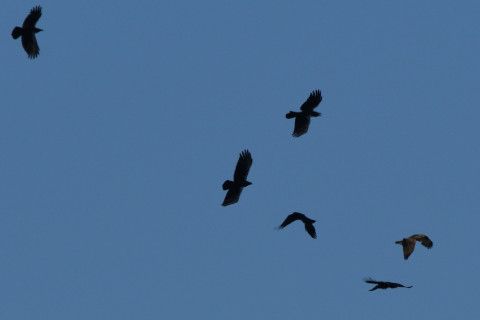 リミング 2021/1月 SIGMA150-600C+D500 460mm F8 ss1/1600 ISO250 AF-C 25点