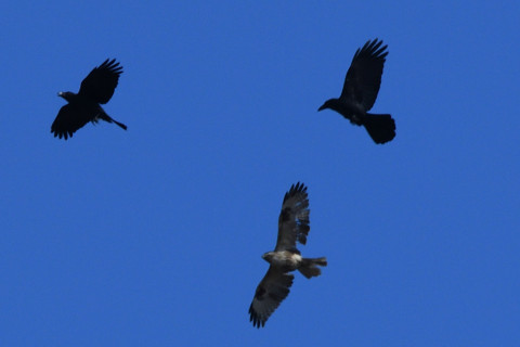 リミング 2021/1月 SIGMA150-600C+D500 600mm F8 ss1/1600 ISO450 AF-C 25点