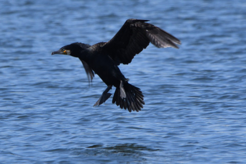 トリミング 2021/3月 SIGMA150-600C+D500 600mm F8 ss1/1250 ISO400 AF-C グループエリア