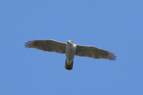 トリミング 2021/3月 SIGMA150-600C+D500 600mm F8 ss1/1250 ISO800 AF-C 25点