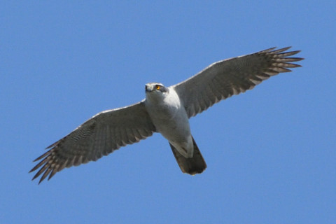 トリミング 2021/3月 SIGMA150-600C+D500 600mm F8 ss1/1250 ISO800 AF-C 25点