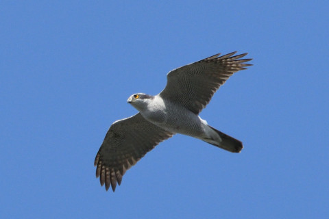 トリミング 2021/3月 SIGMA150-600C+D500 600mm F8 ss1/1250 ISO800 AF-C 25点