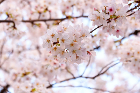 2021/3月 SIGMA17-70+D500 70mm F4.5 ss1/80 ISO110