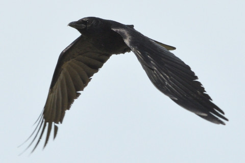 トリミング 2021/3月 SIGMA150-600C+D500 600mm F8 ss1/1250 ISO280 AF-C グループエリア　