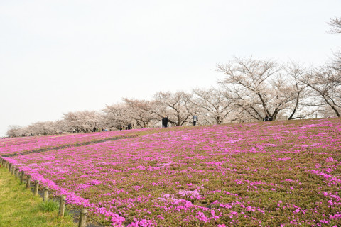 2021/3月 SIGMA17-70+D500 26mm F8 ss1/125 ISO100