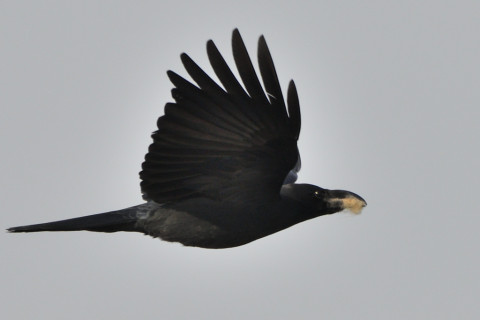 トリミング 2021/3月 SIGMA150-600C+D500 600mm F8 ss1/1250 ISO360 AF-C 25点